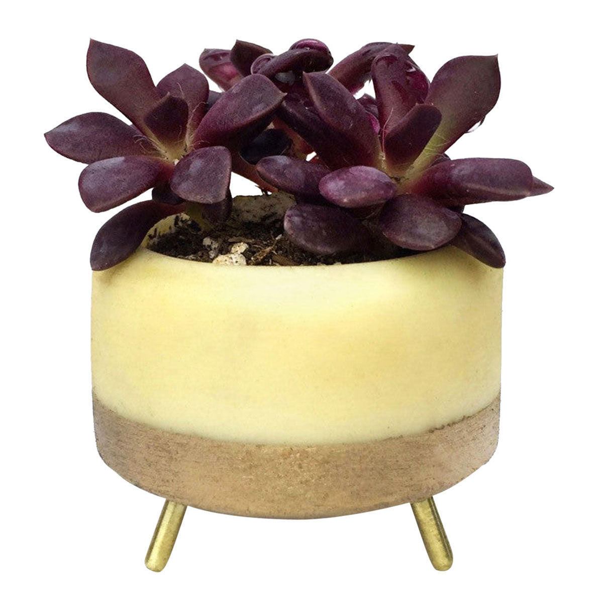 MapleXO Street Planter image 1