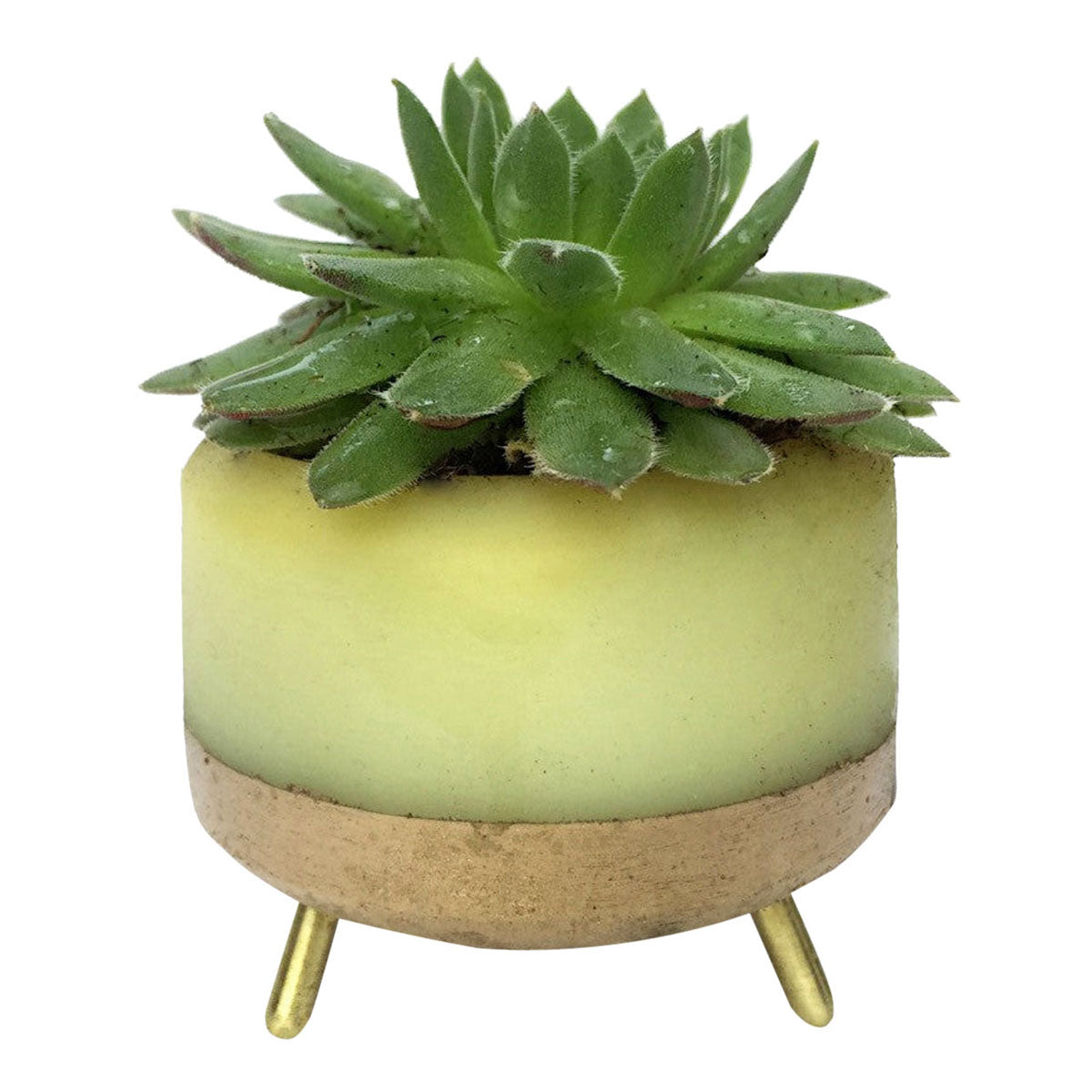 MapleXO Street Planter image 3